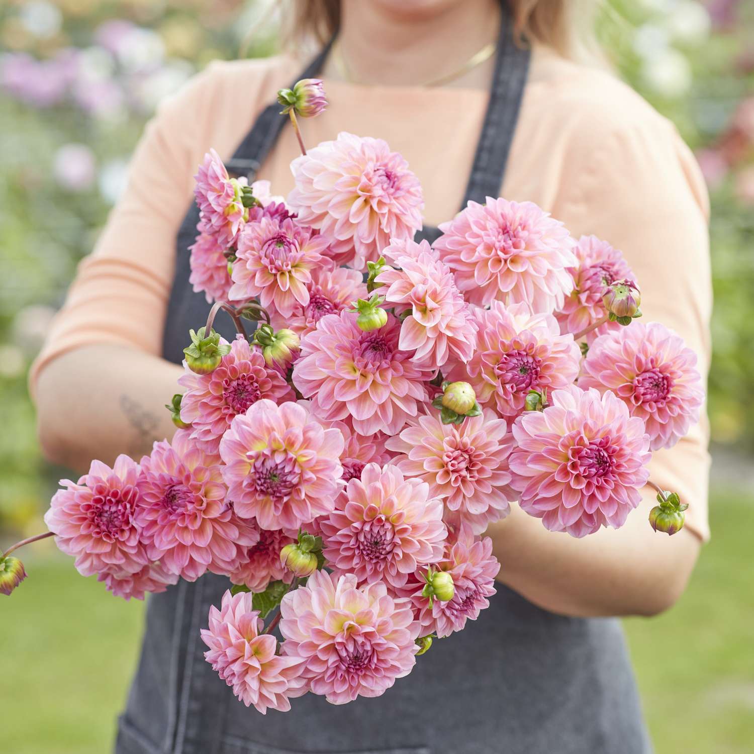 Dahlie 'Esli'